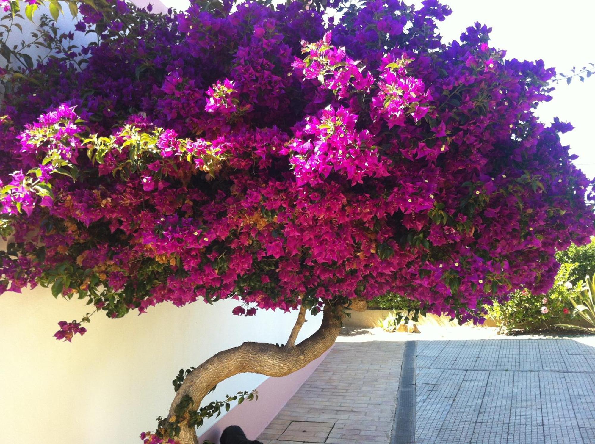 Hotel Casa Do Cabo De Santa Maria Sagres Esterno foto